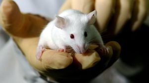أظهر العلماء أنه من الممكن تصحيح المشاكل الوراثية في الفئران قبل ولادتها
