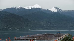 تشيلي تحتل المتربة الثانية بعد النرويج في إنتاج أسماك السلمون- ا ف ب