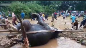 سكان قرية هندية ينقذون فيلا ضخما من الغرق يوتيوب