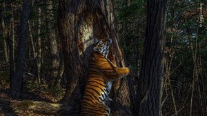 التقطت الصورة في غابة شرقي روسيا- جائزة تصوير الحياة البرية