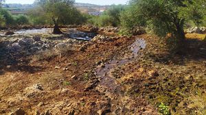 مياه المستوطنات العادمة حرمت الفلسطينيين من قطف الزيتون من أراضيهم- MEE