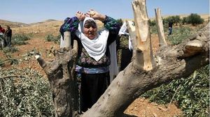  قطع مستوطنون عشرات أشجار الزيتون من أراضي قرية سالم، شرقي نابلس- الأناضول