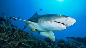 لاحظ الباحثون أن أسماك القرش تكشف عن سلوكيات غريبة - جيتي