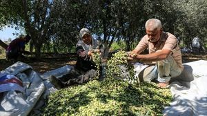 يعتبر زيت الزيتون واحدا من أهم المواريث التراثية الزراعية للشعب الفلسطيني