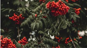 الزعرور يستخدم منذ قرون في الطب الصيني  - CC0