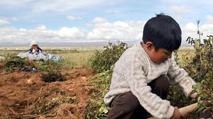 طفلان يزرعان في احد حقول بوليفيا - أ ف ب