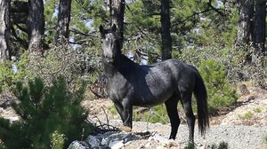خيول نادرة في الغابات التركية - aa_picture_20131111_952711_web