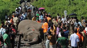 قطار سريع يقتل فيلة في الهند أيار/ مايو العام الحالي (أرشيفية)- ا ف ب