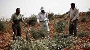 مجزرة زيتون نفذها الإسرائيليون - أرشيفية