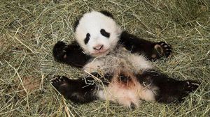 مولود الباندا الجديد "فو باو" بحديقة الحيوانات في فيينا - ا ف ب