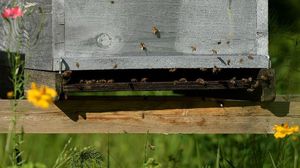 يموت النحل الطنان ونحل العسل بمعدلات مثيرة للقلق - أ ف ب
