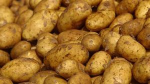 البطاطا تحتوي على نسبة عالية جدا من النشاء ونسبة منخفضة من الألياف والفيتامينات والمعادن - أرشيفية
