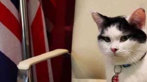 تم منح القط الصفة الدبلوماسية ليعمل من أجل "إظهار الجانب الآخر للأردن"- تويتر