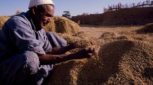 ارتفعت أسعار الأرز في مصر بمختلف أنواعه أكثر من خمسين بالمئة مقارنة بالعام الماضي 2017- جيتي