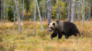 يكاد يكون الدب المقتول الأول الذي يتعرض لحادث كهذا في ألاسكا- CC0