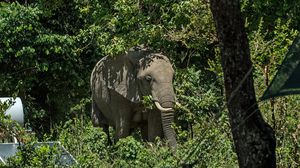 الفيل الآسيوي يختلف عن الأفريقي بصغر حجمه نسبيا، وقدرته على التكيف مع المدربين- CCO