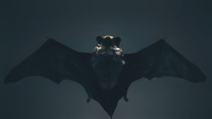 تستفيد الخفافيش من قدرتها الاستثنائية للصيد والافتراس - CC0