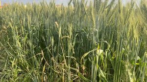 تستورد مصر نحو 12 مليون طن من القمح سنويا- عربي21