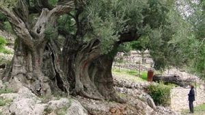 شجرة زيتون معمرة منذ 5 آلاف سنة في فلسطين