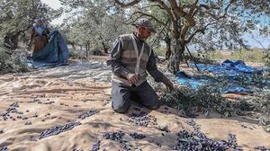 ثمار الزيتون من موارد الدخل الأساسية في ريف إدلب- الأناضول