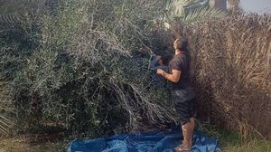 فلسطيني يقطف ما تبقى من زيتون على أشجاره بعد قصف مزرعته- موقع سند الفلسطيني