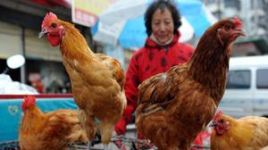  مجمل حالات الإصابة بانفلونزا الطيور في الصين 150 - أرشيفية