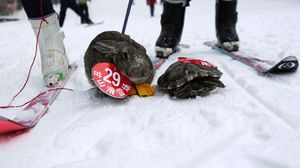 سلحفاة وارنب من حيوانات الرفقة يتنافسان في مسابقة تزلج في الصين - ا ف ب