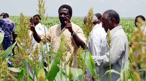 حقول زراعية في السودان - ا ف ب