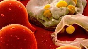 الخلايا الجذعية تحقق نجاحا كبيرا لعلاج الأمراض