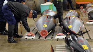 بائع سمك يتفحص سمكة تونا قبل عمليات البيع الاولى في السنة الجديدة - أ ف ب