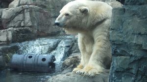 الدبّ القطبي "أنانا" في حديقة الحيوان لم تحتمل البرد القارس - أرشيفية