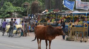 استخدام مخلفات الأبقار في الهند مسموح به.. وكذا مشتقات الحليب - أ ف ب