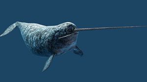 تمثل أنياب الحوت أسنانا تتميز بحساسية بالغة وتبرز من الفك العلوي - أرشيفية