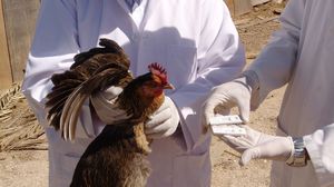 قالت وزارة الزراعة السعودية إن التفشي حدث في منطقة سدير بوسط البلاد وأسفر عن نفوق 22700 طائر- ارشيفية