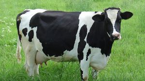 هيئة وسلامة الغذاء: بإمكان المستهلكين أن يتناولوا لحوم الأبقار وحليبها - أرشيفية