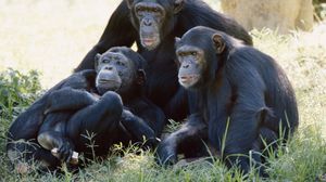 القضيتان ترفضان فكرة وضع الشمبانزي في الأسر من الأساس - أرشيفية