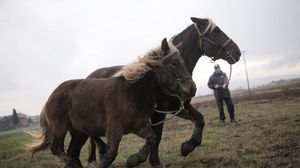 الإيطالي توني جيراردي يدرب الأحصنة بمزرعته في فيغونيه قرب تورينو - أ ف ب
