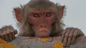 القرد الريسوسي أكثر قدرة بين القرود في مجال التعلّم - أرشيفية
