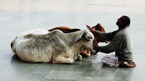 الأغلبية الهندوسية تعتبر الأبقار مقدسة - أرشيفية