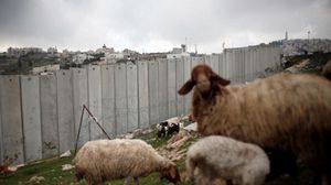 الاحتلال يصادر حيوانات الفلسطينيين بشكل مستمر- أ ف ب 