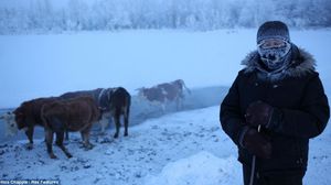صورة تظهر رعي حيوان الرنة في الظروف المناخية الصعبة في "أويمياكون" الروسية- ديلي ميل