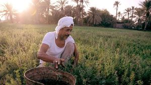 مزارع مصري - أرشيفية