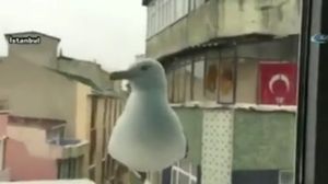 الطائر ضرب النافذة بمنقاره لطلب الطعام من صاحب المنزل- يوتيوب