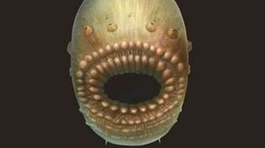 ينتمي "ساكورايتوس" إلى فئة "ثنائيات الفم" وطوله لا يتجاوز الملليمتر- أرشيفية