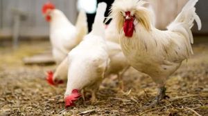 تلغراف: اكتشف الباحثون أن الدجاج قادر على التفكير المنطقي أكثر من الأطفال- أرشيفية
