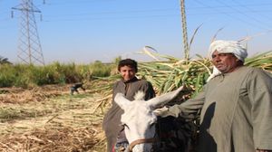 مزارعو قصب السكر يهددون بالامتناع عن زراعته حال استمرار التعنت الحكومي ضدهم- أرشيفية