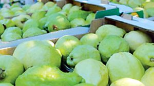 الحظر يستمر إلى حين تقديم ما يثبت خلو منتجات الجوافة من متبقيات المبيدات - أرشيفية