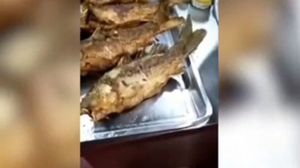 ناشطون قالوا إن بعض الأسماك تكون على قيد الحياة بعد قليها- يوتيوب