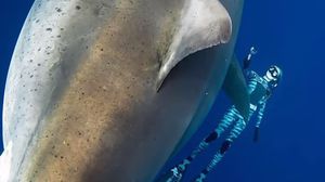 نشرت رامسي، وهي من الداعين للحفاظ على أسماك القرش، صورا وفيديوهات للواقعة- يوتيوب
