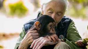 كتب الباحثون في تقريرهم: "لقد تصرف الأطفال الصغار وقرود الشمبانزي بشكل منطقي"- جيتي